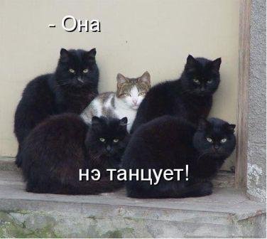 Коты.jpg